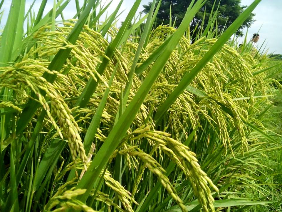 jual bibit benih padi hibrida brang biji dan segara anak